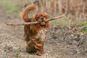 Purebred Canis Familiaris Impressions: Cavalier King Charles Spaniel, ruby