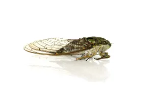 True Bug Impressions: Cicada on a white background