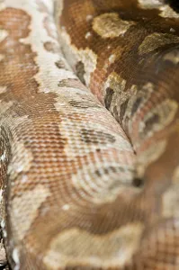 Colourful Wildlife Photography Impressions: Close-up of a coiled coloured python (Python curtus) on the ground
