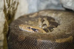 Detailed Wildlife Photography Impressions: Close-up of a coloured python (python curtus) curled up and looking into the camera