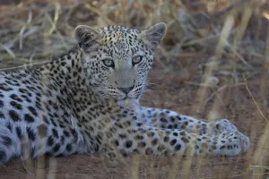 Deserted Animal Habitat Impressions: Close-up of a leopard with a sharp pattern on its face