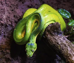 Poisonous Reptile Photography Impressions: Closeup of a green tree python snake