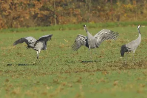 Eurasian Cranes Impressions: Common crane (Grus grus)