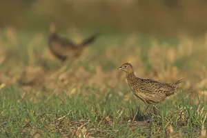 Empty German Countryside Scenes Impressions: Common Pheasant (Phasianus colchicus)