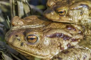 Bufo Bufo Reproduction Impressions: Common toads mating (Bufo bufo)