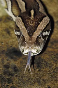 Impression encadrée : Python indien noir (Python molurus bivittatus)