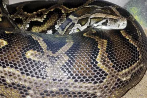 Impression encadrée : Python indien noir (Python molurus bivittatus)