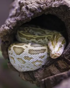 Constrictor Snake Species Impressions: Dark tiger python (Python bivittatus)