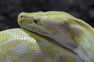 Dark Background Animal Photography Impressions: Dark Tiger Python (Python molurus bivittatus)
