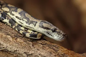 Captive Snake Photography Impressions: Diamond python
