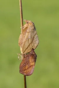 European Lepidopteran Species Impressions: The Drinker moth (Euthrix potatoria)
