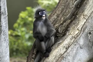 Old World Primates Impressions: Dusky Leaf Monkey (Trachypithecus obscurus)
