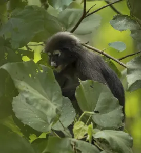 Old World Primates Impressions: Dusky leaf monkey (Trachypithecus obscurus)