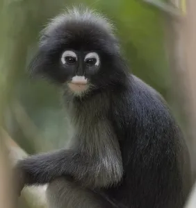 Nature Conservation Area Southeast Asia Impressions: Dusky leaf monkey (Trachypithecus obscurus)