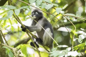 Central Thailand Nature Reserve Impressions: Dusky leaf monkey (Trachypithecus obscurus)
