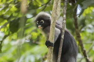 Central Thailand Nature Reserve Impressions: Dusky leaf monkey (Trachypithecus obscurus)