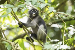 Central Thailand Nature Reserve Impressions: Dusky leaf monkey (Trachypithecus obscurus)
