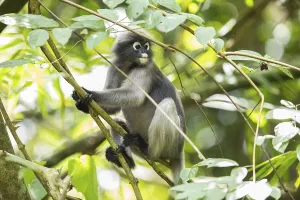 Central Thailand Nature Reserve Impressions: Dusky leaf monkey (Trachypithecus obscurus)