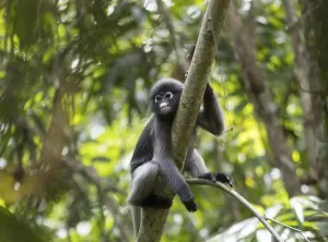 Central Thailand Nature Reserve Impressions: Dusky leaf monkey (Trachypithecus obscurus)