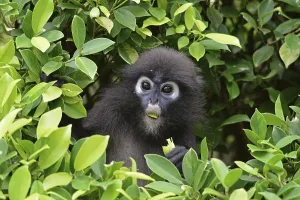 Malaysian Wildlife Images Impressions: Dusky leaf monkey (Trachypithecus obscurus)