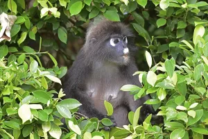 Travel Photography Malaysia Impressions: Dusky leaf monkey (Trachypithecus obscurus)