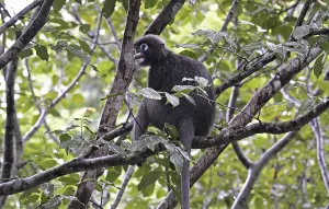 Animal Feed And Ingestion Impressions: Dusky leaf monkey (Trachypithecus obscurus)