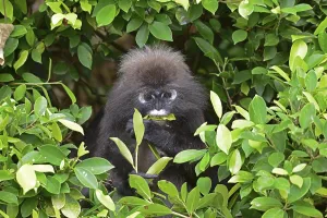 Malaysia Travel Photography Impressions: Dusky leaf monkey (Trachypithecus obscurus)