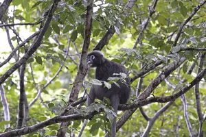 Malaysia Travel Photography Impressions: Dusky leaf monkey (Trachypithecus obscurus)