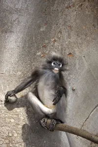 Captive Monkey Photos Impressions: Dusky Leaf Monkey (Trachypithecus obscurus)