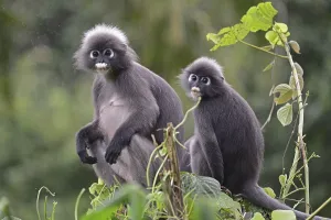 Catarrhine Primate Species Impressions: Dusky leaf monkey (Trachypithecus obscurus)
