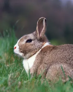 Lagomorpha Mammal Species Impressions: Dwarf Rabbit, Dwarf Rabbit
