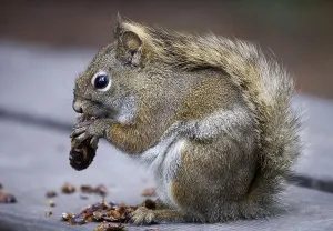 Rodent Foraging Behavior Impressions: Eastern gray squirrel (Sciurus carolinensis)
