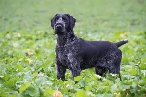 Hunting Dog Images Impressions: German wirehaired pointer