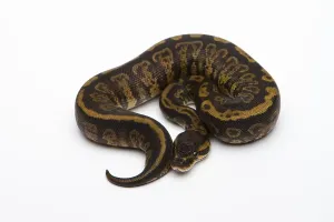 Ball Python Female Impressions: Granite Ball Python or Royal Python (Python regius)