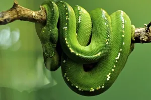 Constrictor Snake Species Impressions: Green tree python (Chondropython viridis)