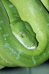 Deserted Nature Landscape Impressions: Green Tree Python (Chondropython viridis)