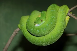 Green Tree Python Impressions: Green Tree Python (Chondropython viridis)