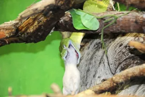 Green Tree Python Impressions: Green tree python (Chondropython viridis)