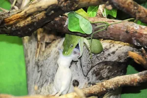 Zoo Animals Germany Impressions: Green tree python (Chondropython viridis)