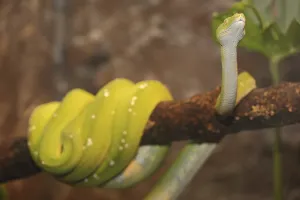 Constrictor Snakes Impressions: Green tree python (Chondropython viridis), captive