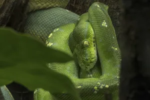 Green Tree Python Impressions: Green tree python (Morelia viridis) (Python viridis) curled up in tree