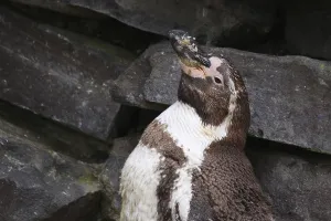 African Penguin Habitat Impressions: Humboldt Penguin