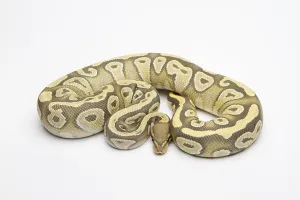 Hypo Mojave Ball Python or Royal Python (Python regius)