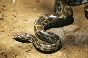 Le python dInde (Python molurus), Inde.