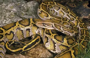 Impression encadrée : INDIEN Python indien (python molurus) Impression encadrée : INDIEN Python indien (python molurus)