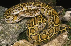 Impression encadrée : INDIEN Python indien (Python molurus)