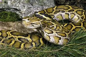 Impression encadrée : Le python indien (Python molurus)