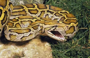 Aggressive Snake Behavior Impressions: Indian python (python molurus)