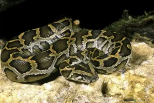 Le python indien (python molurus)