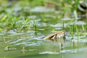 Python indien (Python molurus)